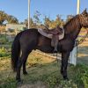 Stock horse QH X on HorseYard.com.au
