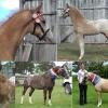STUNNING PALOUSE SHOW COLT/GELDING with payment plan till weaned on HorseYard.com.au