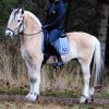 Tos 3 Year Old Friesian Gelding . on HorseYard.com.au