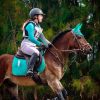 ALL ROUNDER WELSH COB FOR CAPABLE RIDER- BRILLIANT SHOWJUMPER  on HorseYard.com.au