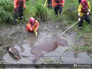 Shire Horse Saved From Watery Grave