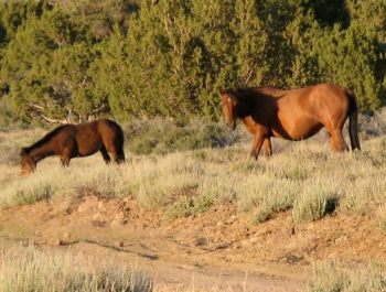Horse Lovers Unite To Save Nevada’s Wild Horses From Kill-Buyers