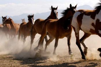 ASPCA Welcomes New Jersey Ban on Horse Slaughter