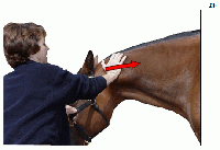 Anatomy Of An Equine Massage: Part One 