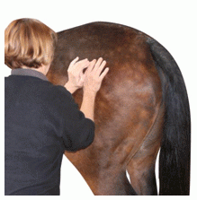 Anatomy Of An Equine Massage: Part Two 