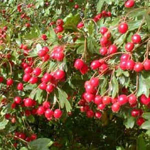 Horses With Arthritis Can Benefit From Eating Hawthorn