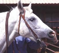A Bit About Bits. Is The Snaffle The Most Dangerous Bit Of All?