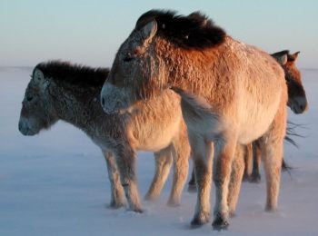 Helping Wild Horses Survive Extreme Weather In Mongolia