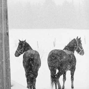Feeding Horses In Winter