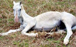 QLD Horse Owner Fined For Neglect
