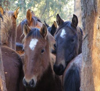 Finding Homes For Trapped Kosciuszko Wild Horses