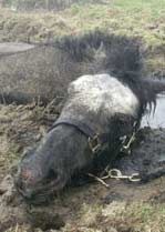 Horse Rescued From Mud Bath
