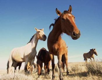 Australian Horse Owners Have Ten Days To Decide Their Future