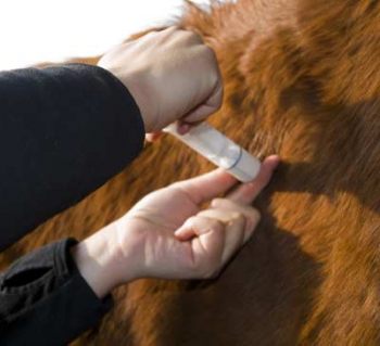 Equine Influenza Decision Unjustified