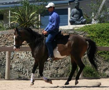 Doma Racional Horsemanship At National Equine Expo