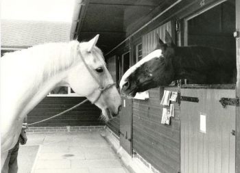 The Horse Trust Remembers Hyde Park Horses Sefton And Echo