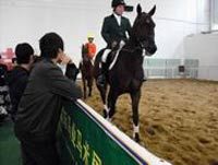 Australian Representative Appointed For China Horse Fair