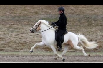 Single Mutation Affects Gaits In Horses