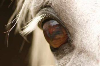 New Study To Investigate Headshaking In Horses