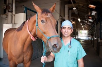 UC Davis To Test Experimental Drug For Laminitis In Horses