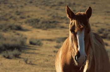 The Equine Genome: What It Means For The Future Of Horse Health