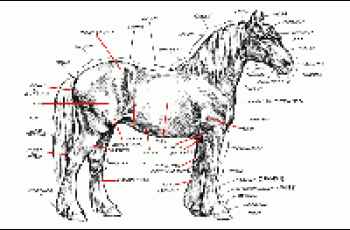 Basics Of Equine Exercise Physiology