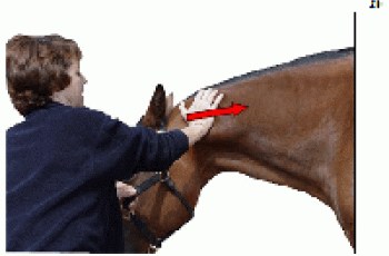 Anatomy Of An Equine Massage: Part One 