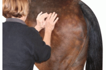Anatomy Of An Equine Massage: Part Two 