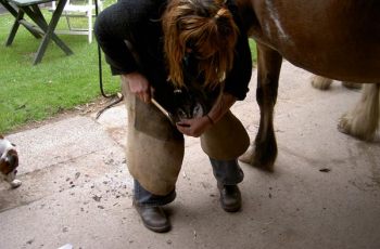 Seedy Toe In Horses