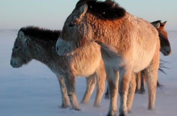 Helping Wild Horses Survive Extreme Weather In Mongolia