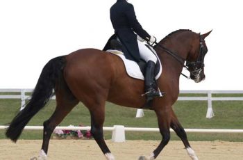 FEI Takes Action On ‘Blue Tongue’ Dressage Row