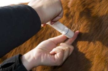 Horse Owners Ensuring An Emergency Response