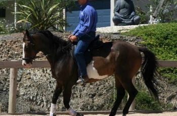 Doma Racional Horsemanship At National Equine Expo