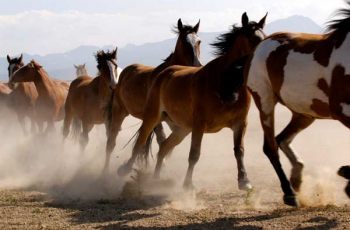 11yo On A Mission To Save America's Wild Horses