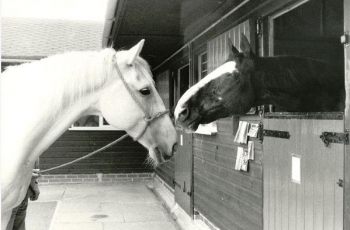The Horse Trust Remembers Hyde Park Horses Sefton And Echo