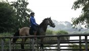 4YEAR OLD American Quarter HORSE GELDING FOR SALE on HorseYard.com.au